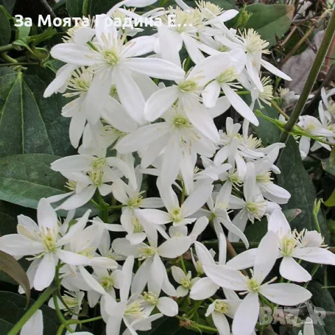 Клематис 2 сорта , снимка 3 - Градински цветя и растения - 49762083