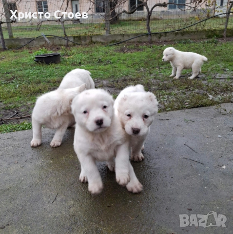 Три женски, снимка 3 - Алабай - 52890166