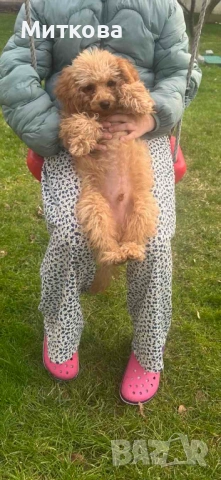 Той пудел , снимка 5 - Пудели - 53364001