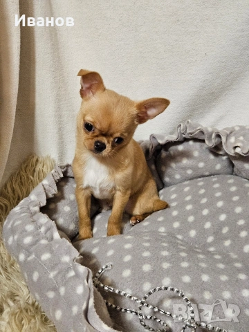 Мини бебе момчe, снимка 2 - Чихуахуа - 52394701