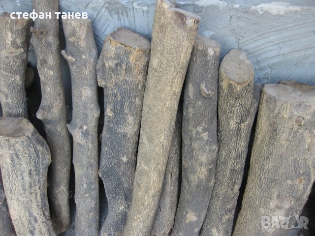 Чемшир - дървен материал за украсна резба, снимка 11 - Антикварни и старинни предмети - 18621658