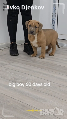 Американско були / American bully XL , снимка 12 - Други - 52453803