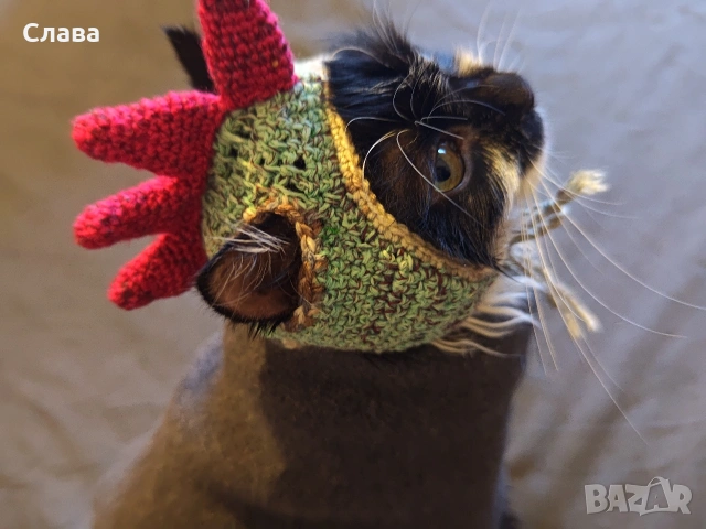 котешка шапцица