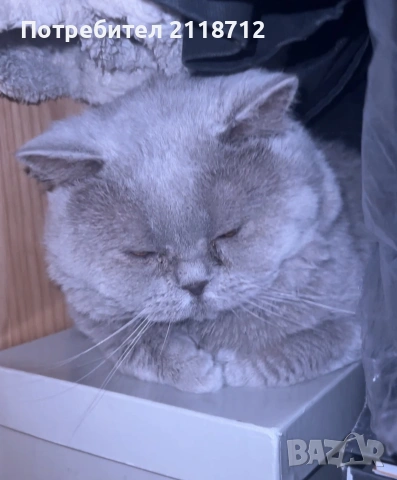 Британска дългокосместа , снимка 3 - Британска късокосместа - 52853716