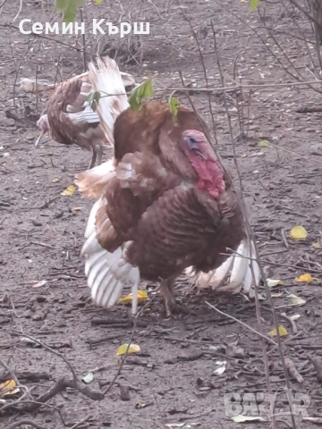 Пуйки Ред Бърбън