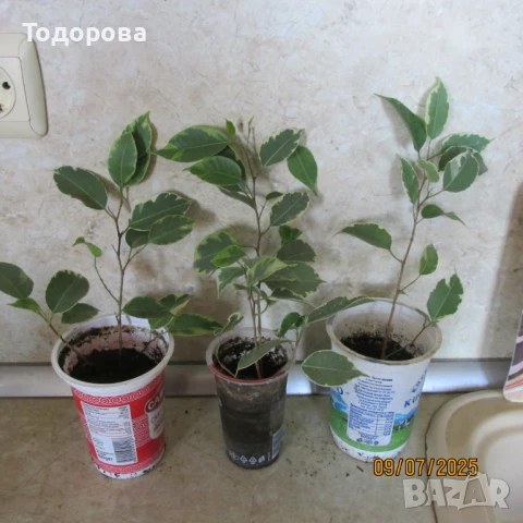 стайни цветя, снимка 3 - Стайни растения - 50959976