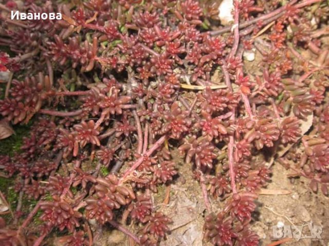 Седум 1, снимка 4 - Градински цветя и растения - 28178241