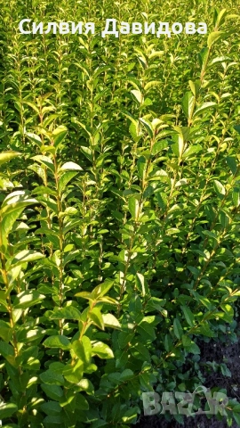 0.70лв. Лигуструм на гол корен, снимка 5 - Градински цветя и растения - 52189521