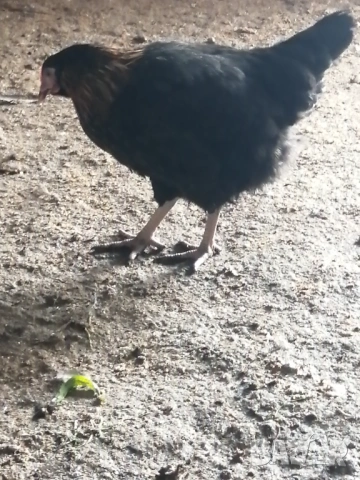 Кокошки носачки (ярки) Супер Харко , снимка 5 - Кокошки и пуйки - 51850620