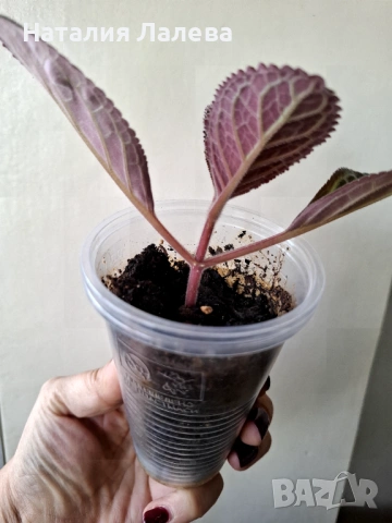 Синнгия, sinningia speciosa regina, снимка 2 - Стайни растения - 53409596