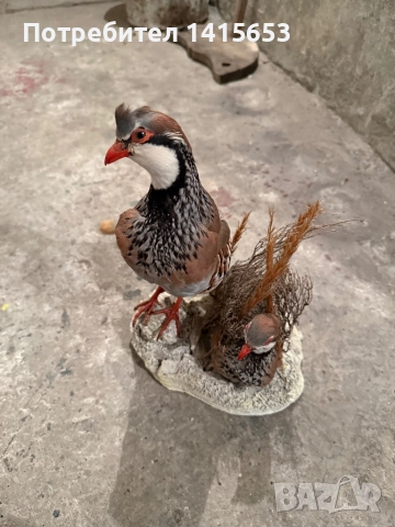 Продавам препариран кеклик