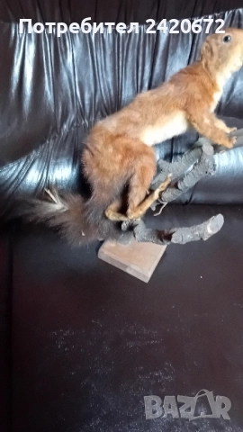 препарирана глава сърандак Препарирана бялка Препарирана катеричка., снимка 12 - Други - 52065871