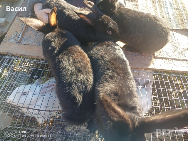 Зайци домашни , снимка 14 - Други животни - 51395663