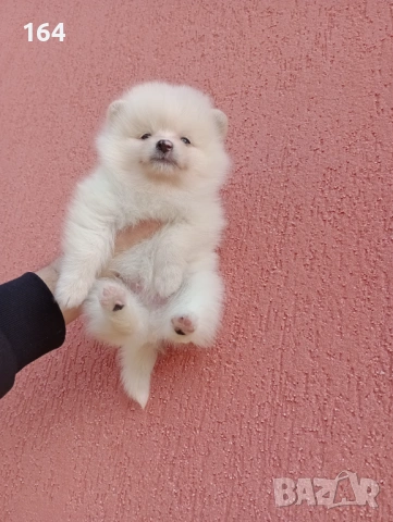 Померани. Мъжки и женски Померани. Реални снимки от 12.01.26 г. , снимка 16 - Померан - 53077083