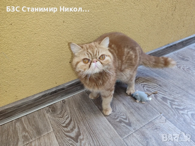 Женски екзотични котки на 2 години и на 5 месеца., снимка 15 - Персийска - 52945926