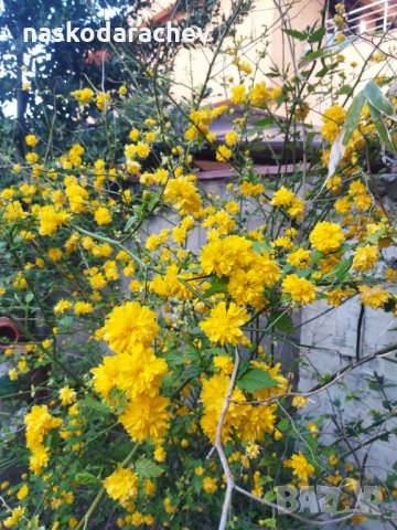 Декоративен храст жълта Керия японика, снимка 6 - Градински цветя и растения - 32839999