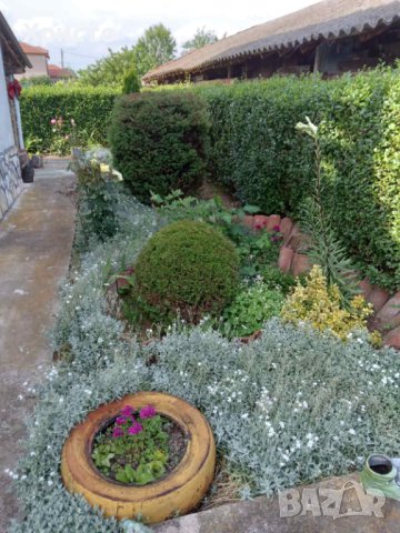 Лигуструм , снимка 2 - Други - 43981493