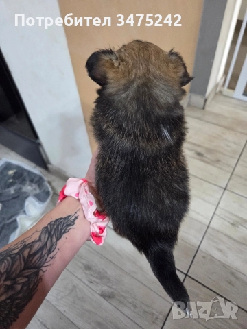 Мини чихуахуа момче, снимка 4 - Чихуахуа - 52882194