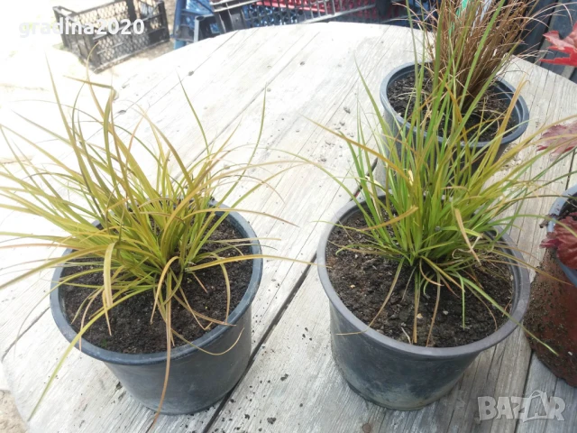 Карекс - Декоративна трева, снимка 13 - Градински цветя и растения - 30071691