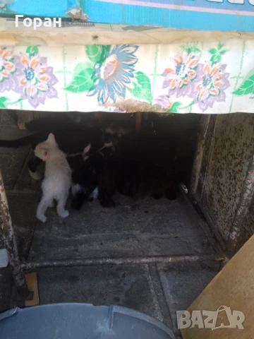 Подарявам малки котета , снимка 4 - Други - 50831081