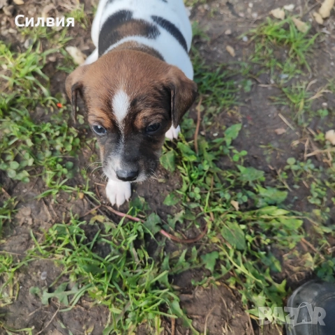Кученца Джак Ръсел , снимка 2 - Джак ръсел териер - 52787646