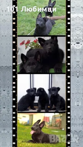 Черна овчарка с родословие