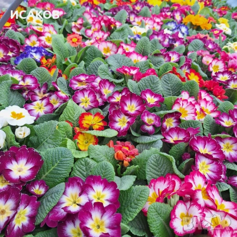 Иглика , снимка 4 - Градински цветя и растения - 53020967