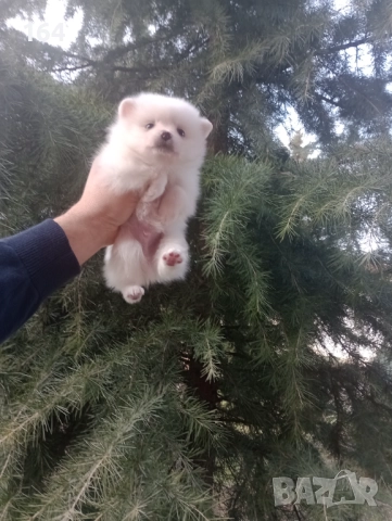 Бели мъжки и женски Померани.  Реални снимки от 02.01.26 г. , снимка 7 - Померан - 52932932