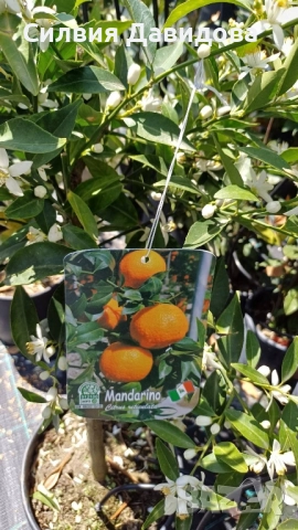 Мандарина, Лимон , снимка 4 - Градински цветя и растения - 51814230