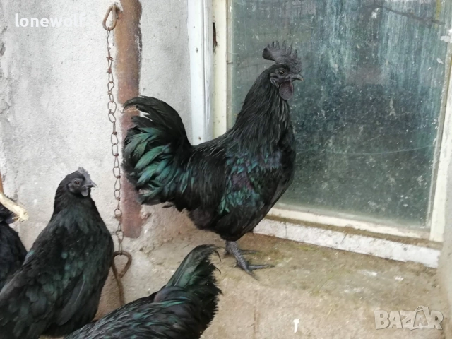 Петли от Аям Кемани и сребърен виандот, снимка 2 - други­ - 52880927