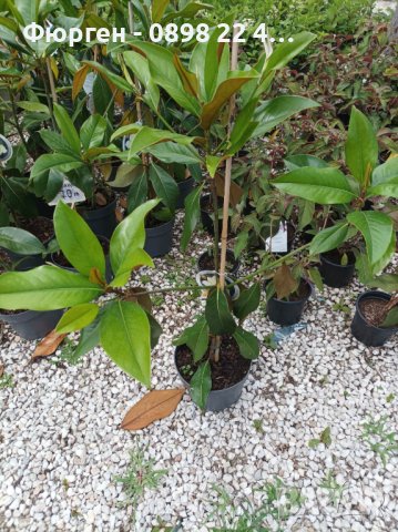 Магнолия Грандифлора  “Magnolia Grandiflora”, снимка 8 - Разсади - 35664284