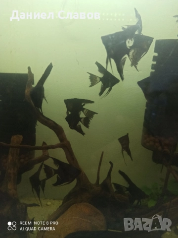 ЧЕРНИ ШЛАЕРНИ СКАЛАРИИ , снимка 5 - Рибки - 51534069