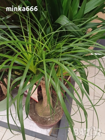 Юка Маид Трее, снимка 2 - Стайни растения - 52463731