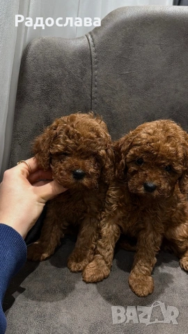 Той пудел момиченца, снимка 2 - Пудели - 53606077