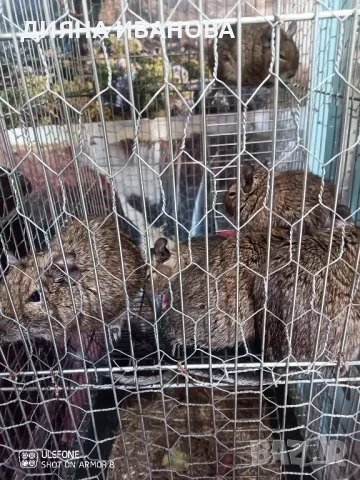 Катерички дегу, снимка 5 - Други - 48394298