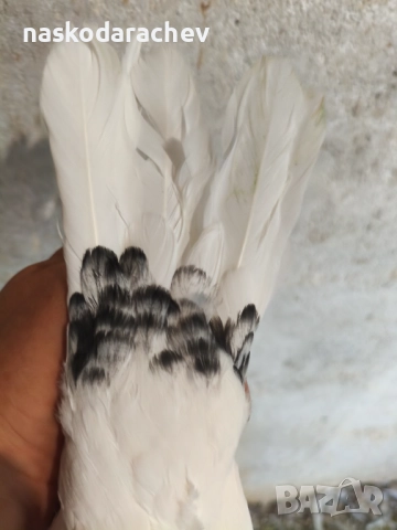 Гълъби порода Бенкалии (бемкалии, карабелии), снимка 9 - Гълъби - 52410859