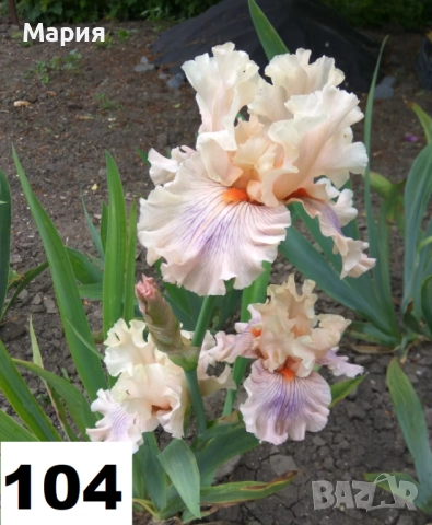 Сортови вискоки ириси /брадати ириси, снимка 8 - Сортови семена и луковици - 46410628