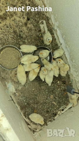 Пиленца от инкубатор , снимка 2 - За птици - 52141387