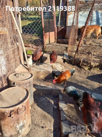 Петли за продаване ,породисти, снимка 8 - Кокошки и пуйки - 53024106