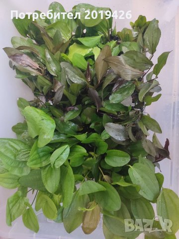 Ехинодориуси видове , снимка 5 - Други - 40880402