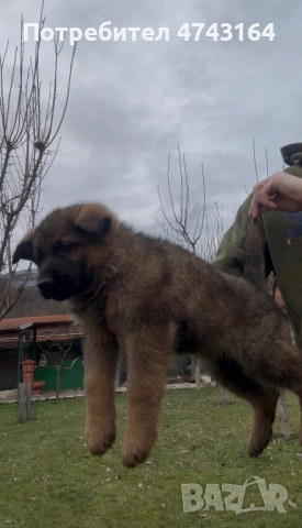 Чистокръвни Немски Овчарки, снимка 8 - Немска овчарка - 53542207