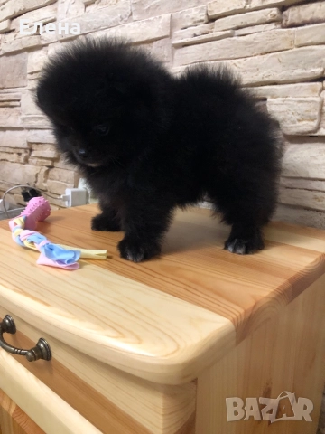 Померанчета, снимка 2 - Померан - 52484327