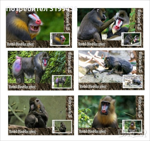 Чисти блокове Фауна Маймуни Мандрили 2020 от Тонго, снимка 1 - Филателия - 37604426