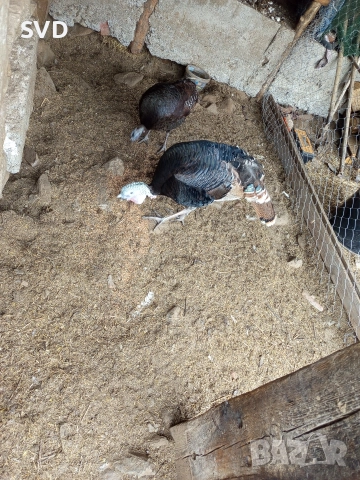 Пуяк и Пуйка , снимка 2 - Кокошки и пуйки - 52838428