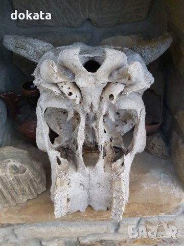 Стар кравешки череп, снимка 3 - Други ценни предмети - 35238658