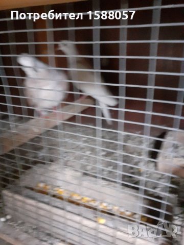 Продавам гугутки скумрии, снимка 2 - Гълъби - 37876216