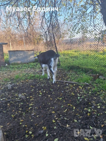 Продавам женско яре , порода бритиш алпин, снимка 5 - Кози - 53395101