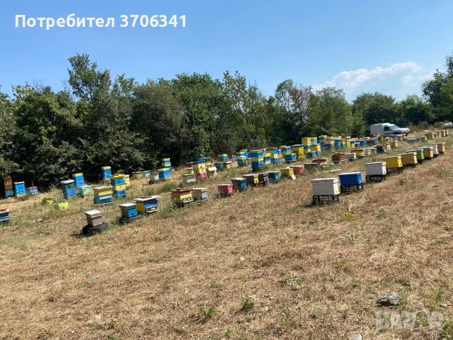 Малки пчелни семейства LR, снимка 1