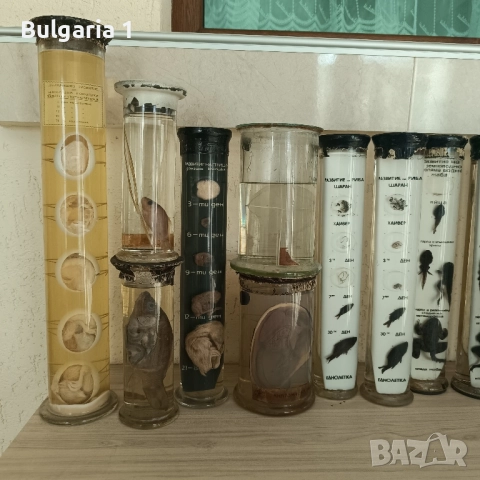 Консервирани Препарирани влечуги животни и морски обитатели в стъкленица, снимка 11 - Други - 52479835