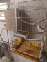 кутии за папагали и клетки развъдни, снимка 7